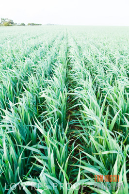 August 2007 / CROP_FIELDS_190