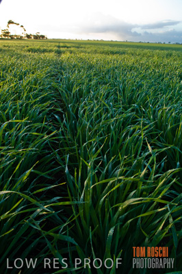 August 2007 / CROP_FIELDS_198