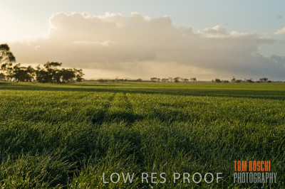 August 2007 / CROP_FIELDS_199