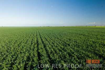 August 2007 / CROP_FIELDS_218