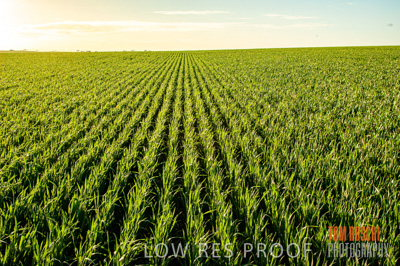 August 2007 / CROP_FIELDS_219