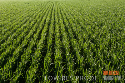 August 2007 / CROP_FIELDS_220
