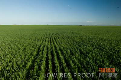 August 2007 / CROP_FIELDS_223
