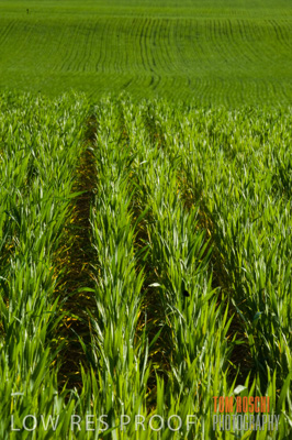 August 2007 / CROP_FIELDS_224