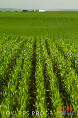 August 2007 / CROP_FIELDS_225