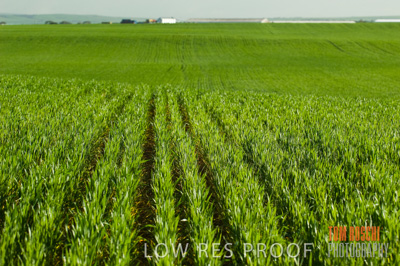 August 2007 / CROP_FIELDS_226