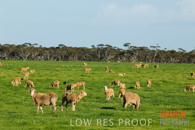 August 2007 / CROP_FIELDS_229