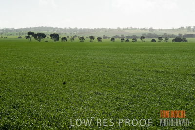 August 2007 / CROP_FIELDS_232