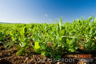 August 2007 / CROP_FIELDS_235