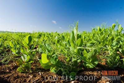 August 2007 / CROP_FIELDS_237