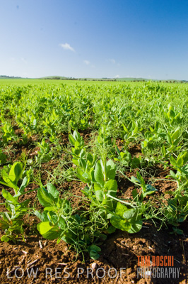 August 2007 / CROP_FIELDS_238
