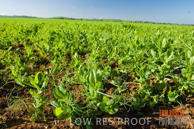 August 2007 / CROP_FIELDS_239