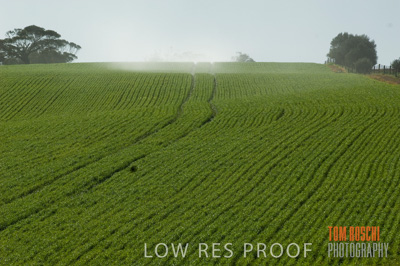 August 2007 / CROP_FIELDS_241