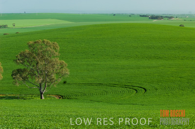 August 2007 / CROP_FIELDS_242