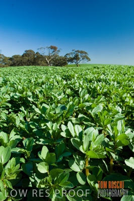 August 2007 / CROP_FIELDS_251