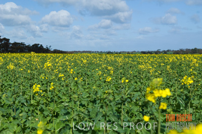 August 2007 / CROP_FIELDS_267