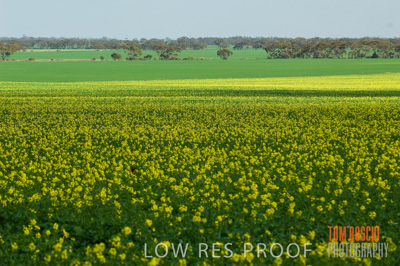 August 2007 / CROP_FIELDS_273