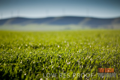 July 2008 / CROP_FIELDS_283
