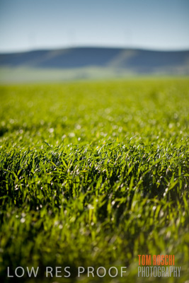 July 2008 / CROP_FIELDS_285