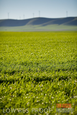 July 2008 / CROP_FIELDS_286