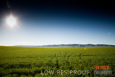 July 2008 / CROP_FIELDS_287