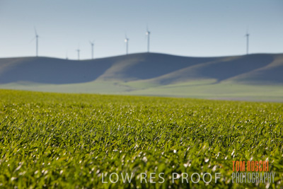 July 2008 / CROP_FIELDS_288