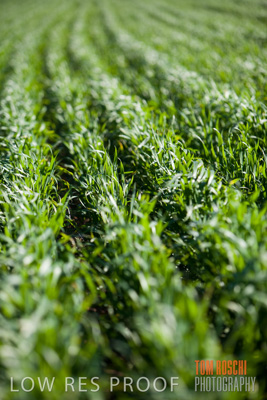 July 2008 / CROP_FIELDS_291