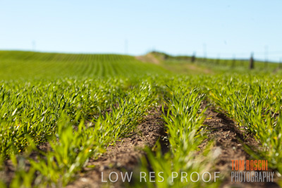 July 2008 / CROP_FIELDS_293
