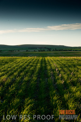 July 2009 / CROP_FIELDS_305