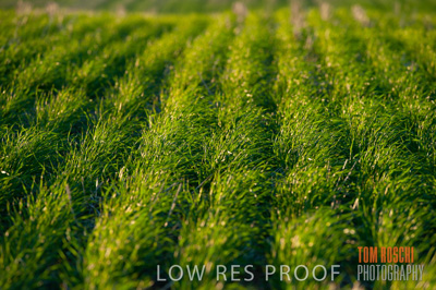 July 2009 / CROP_FIELDS_306