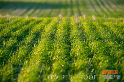 July 2009 / CROP_FIELDS_307