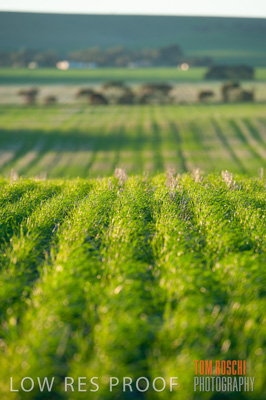 July 2009 / CROP_FIELDS_309