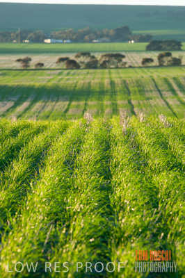 July 2009 / CROP_FIELDS_310