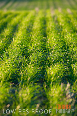 July 2009 / CROP_FIELDS_311