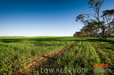 July 2009 / CROP_FIELDS_333