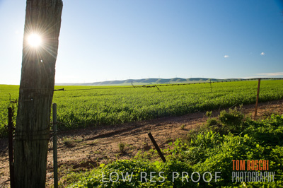 July 2009 / CROP_FIELDS_337