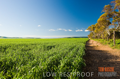 July 2009 / CROP_FIELDS_340