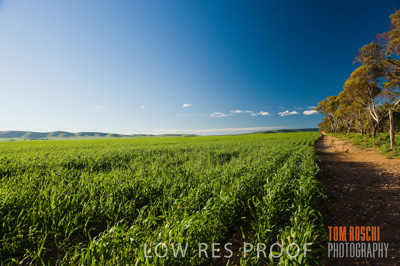 July 2009 / CROP_FIELDS_342