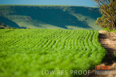 July 2009 / CROP_FIELDS_352