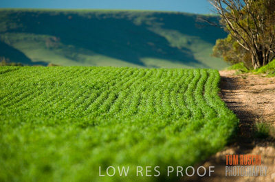 July 2009 / CROP_FIELDS_353