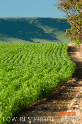 July 2009 / CROP_FIELDS_355