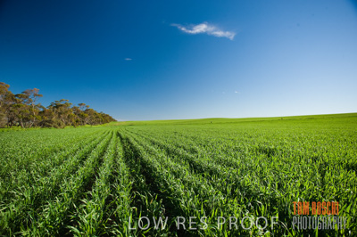 July 2009 / CROP_FIELDS_369