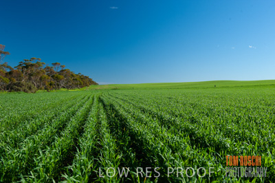 July 2009 / CROP_FIELDS_370