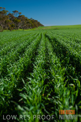 July 2009 / CROP_FIELDS_372