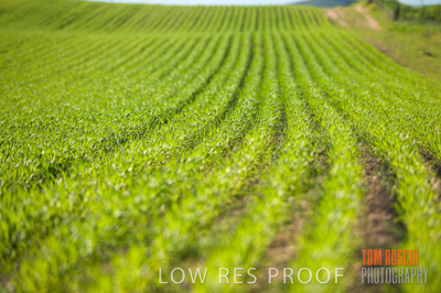 July 2009 / CROP_FIELDS_379