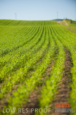 July 2009 / CROP_FIELDS_381