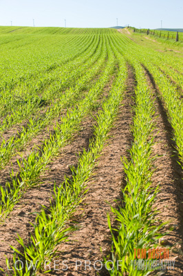 July 2009 / CROP_FIELDS_382