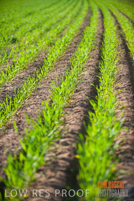 July 2009 / CROP_FIELDS_383