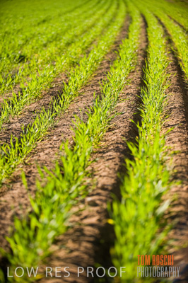 July 2009 / CROP_FIELDS_384