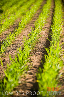 July 2009 / CROP_FIELDS_386